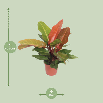 Philodendron Prince - Orange - Ø17cm - ↨45cm