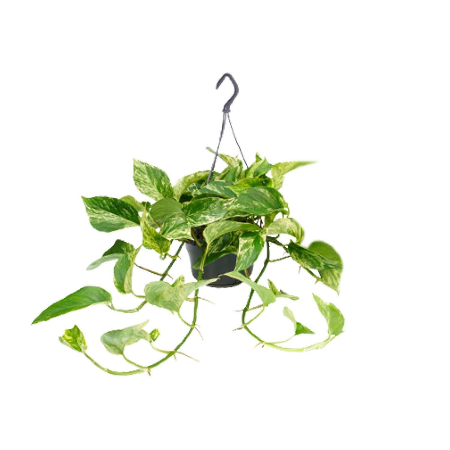 Epipremnum Marble Queen - Ø15cm - ↨25cm