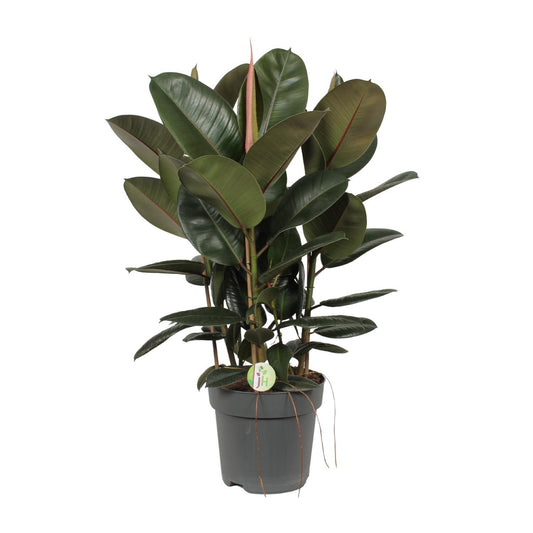 Ficus Robusta - Gummibaum - Ø27cm - ↨90cm