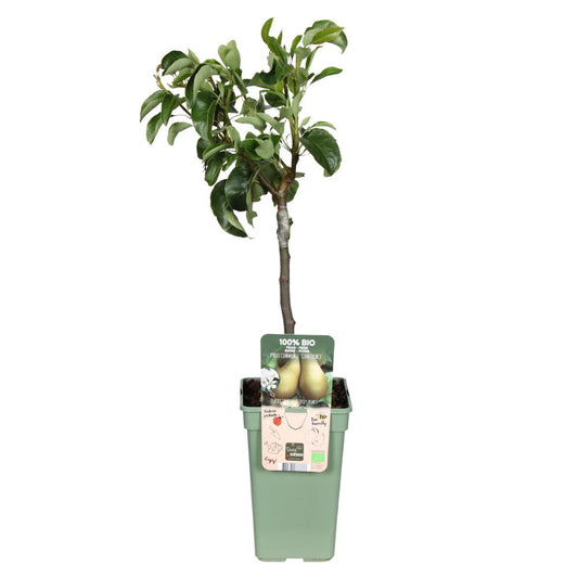 Pyrus Communis Conference - Birne - Ø19cm  ↨60cm