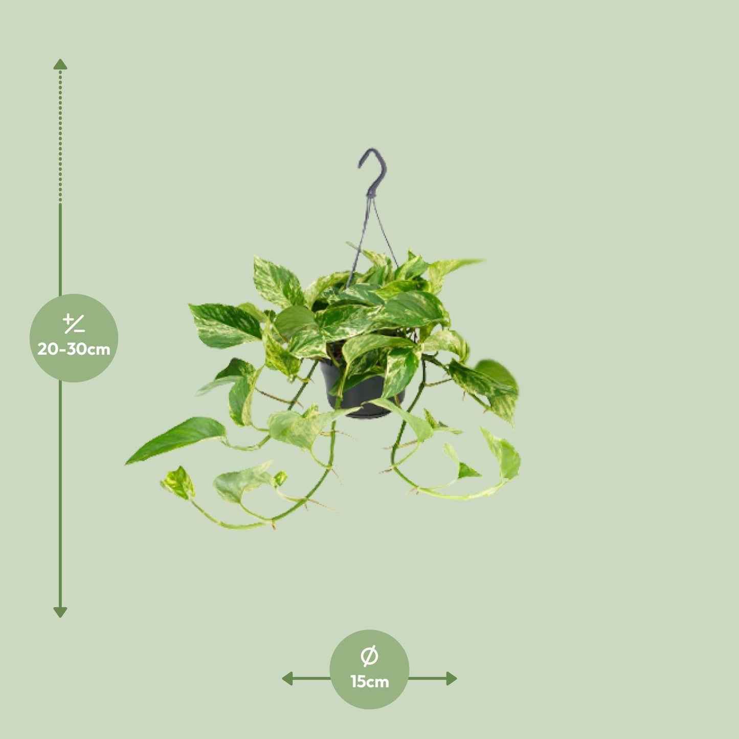 Epipremnum Marble Queen - Ø15cm - ↨25cm