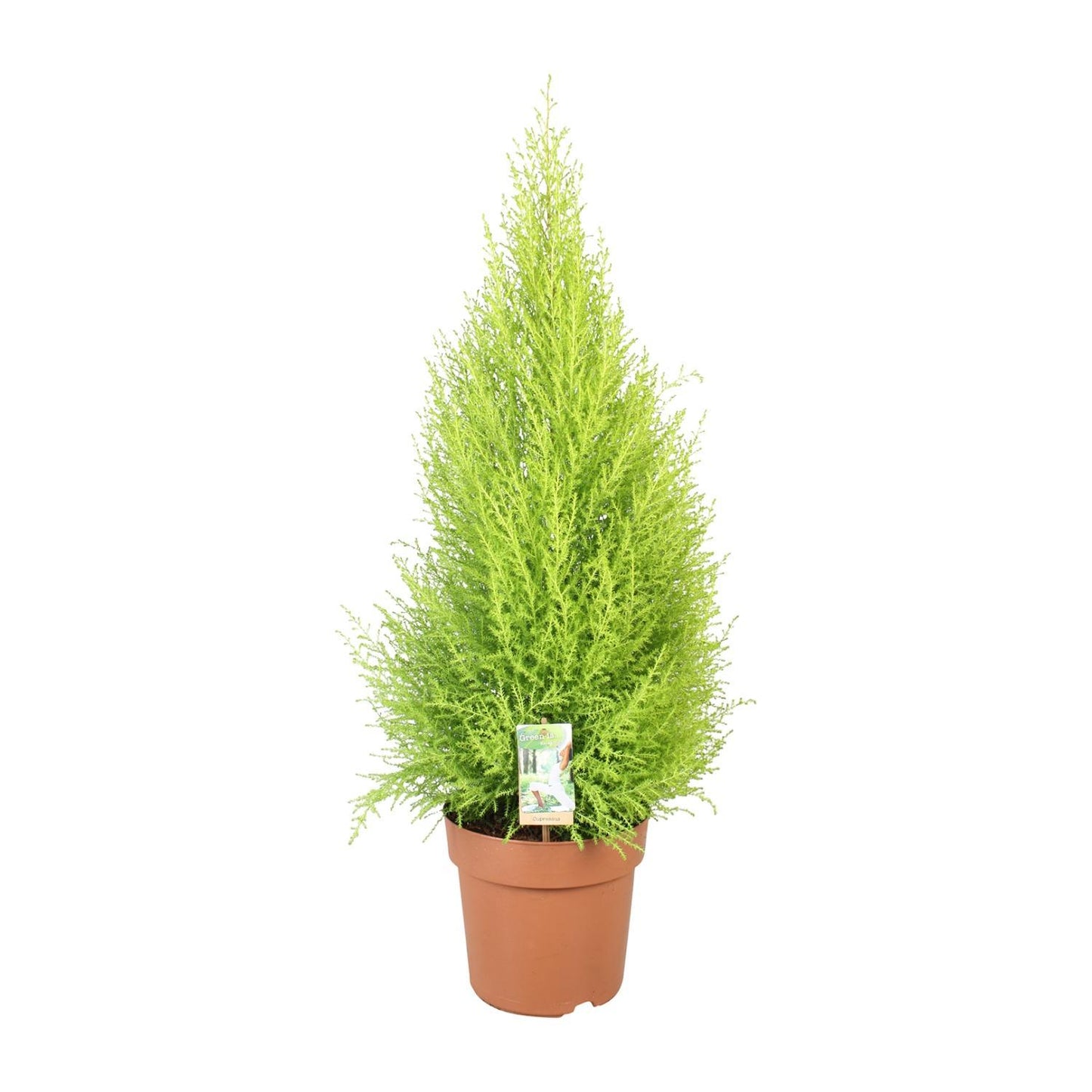 Cupressus Goldcrest Wilma - Zedernbaum - Ø21cm - ↨90cm