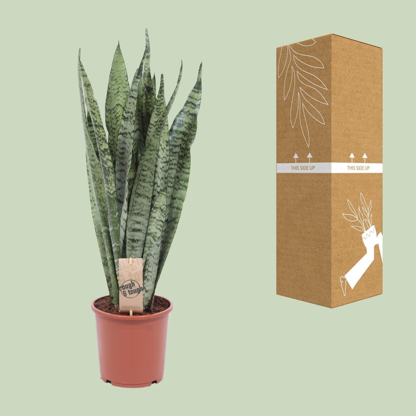 Sansevieria Zeylanica - Ø17cm - ↨70cm