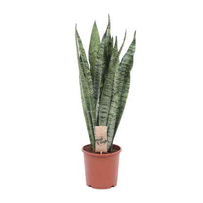 Sansevieria Zeylanica - Ø17cm - ↨70cm