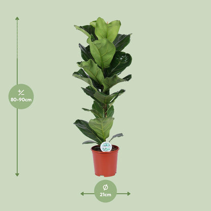 Ficus Lyrata - Geigenbaum - Ø21cm - ↨90cm