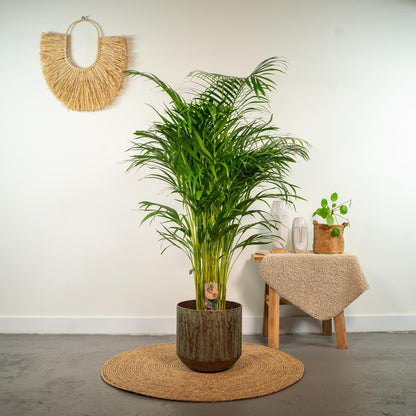 Areca-Palme -↨130cm - Ø24cm