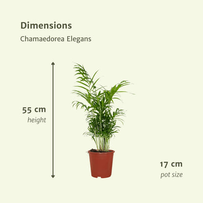 2x Chamaedorea Elegans - Mexikanische Bergpalme - Ø17cm - ↨55cm