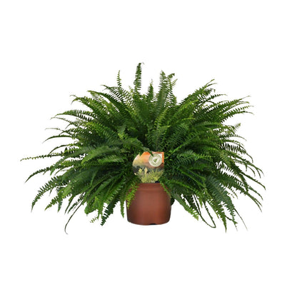 Nephrolepis Green Lady - Ø19cm - ↨60cm