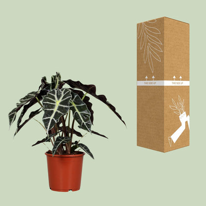 Alocasia Polly - Pfeilblatt - ↨45cm - Ø17cm