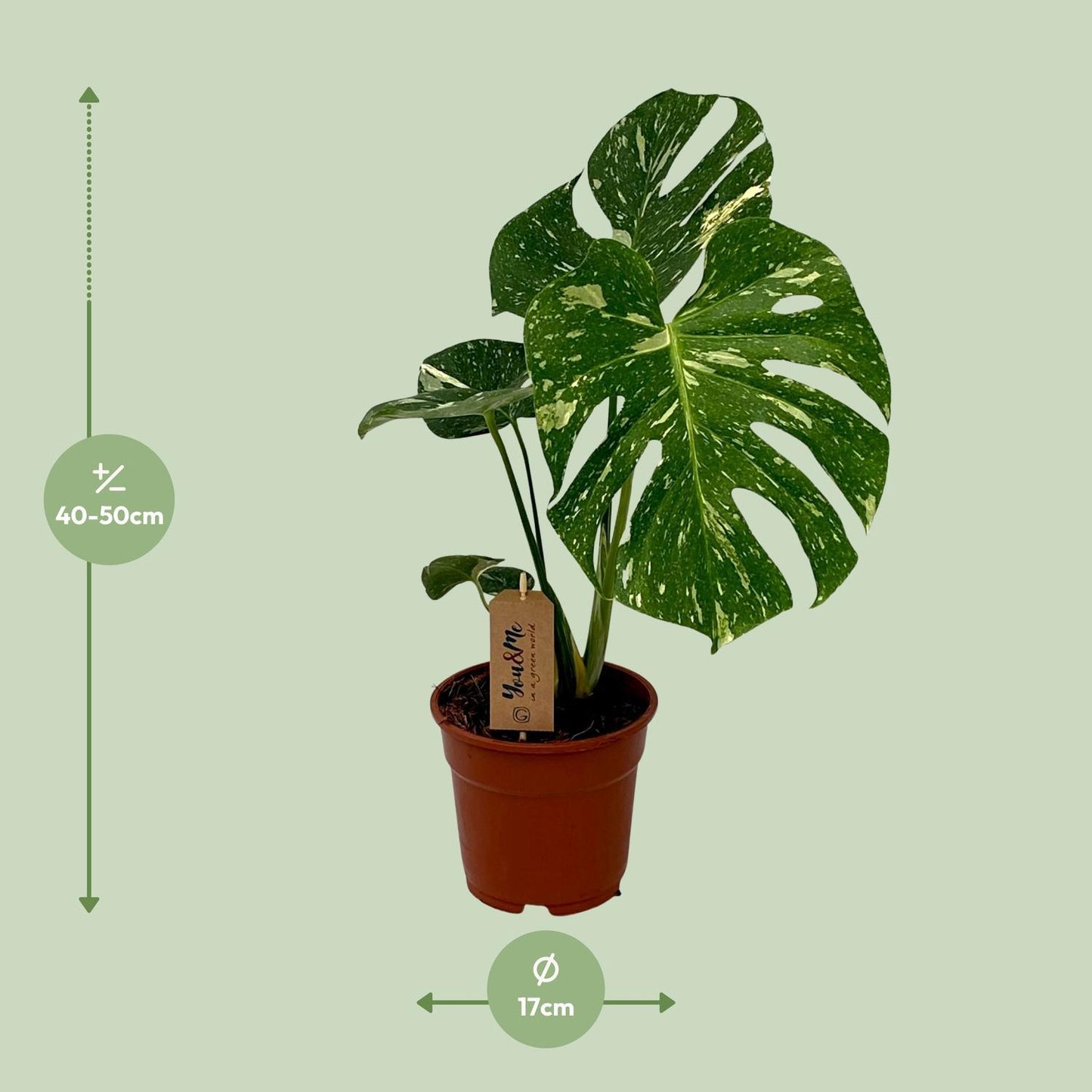 Monstera Deliciosa - Ø17cm - ↨50cm