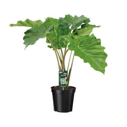 Alocasia Portodora - Elefantenohr - ↨80cm - Ø21cm