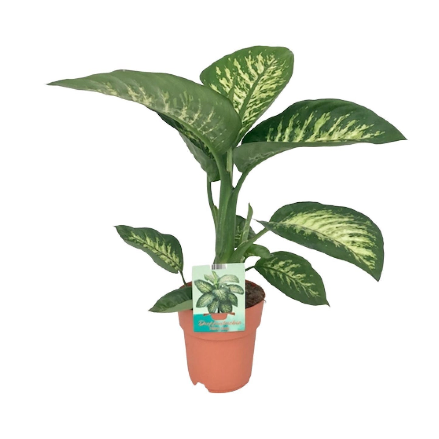 Dieffenbachia Seguine Tropic Snow - Ø19cm - ↨70cm