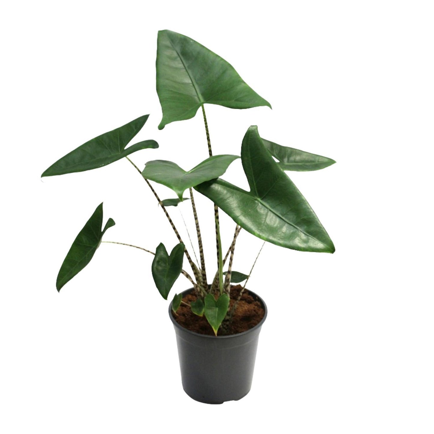 Alocasia Zebrina - Ø21cm - ↨80cm