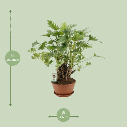 Philodendron Xanadu Stammform - Ø22cm - ↨50cm