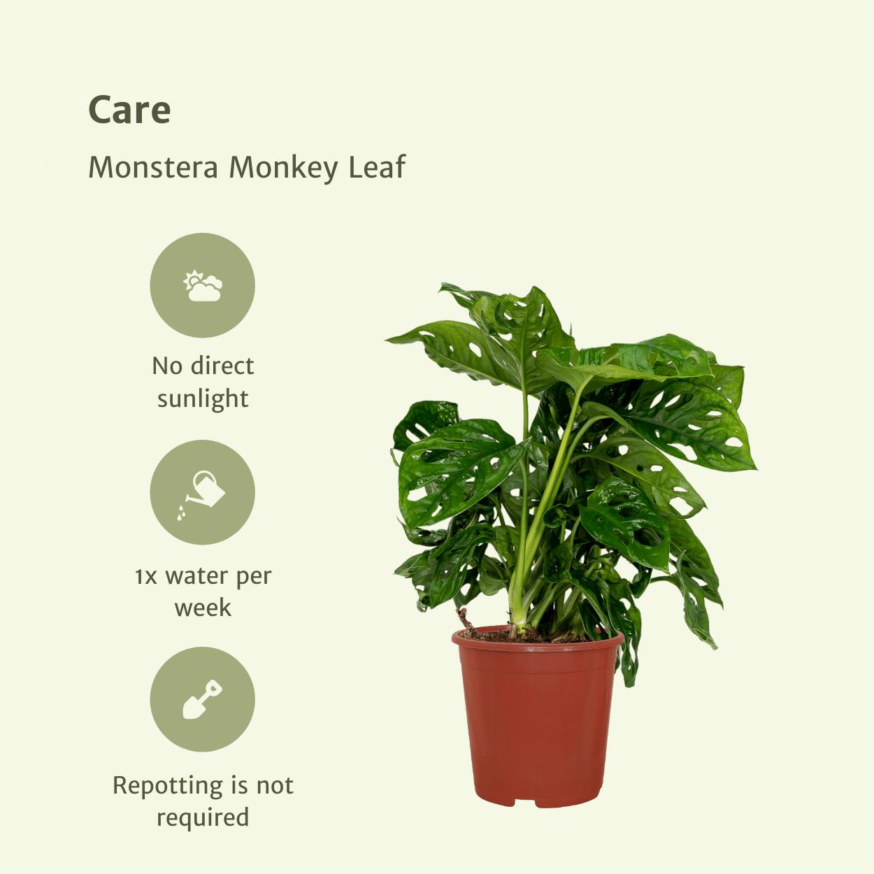 2x Monstera Monkey Leaf - Lochpflanze - ↨30cm - Ø12cm