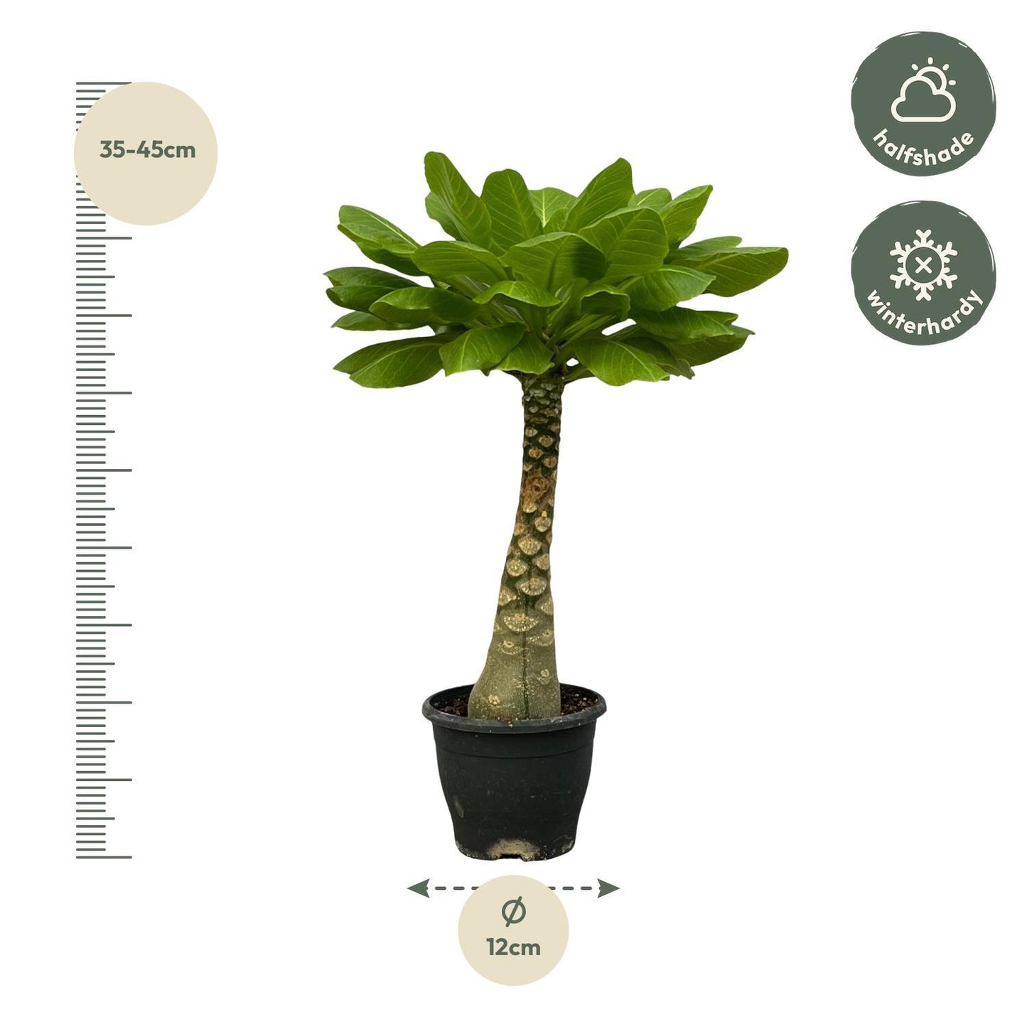 Birghamia Insignis - Hawaii Palme - Vulkanpalme - ↨30 cm - Ø12cm