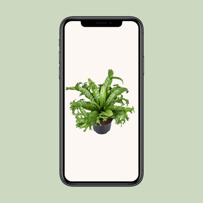 Asplenium Nidus Crissie - Nestfarn - ↨55cm - Ø23cm