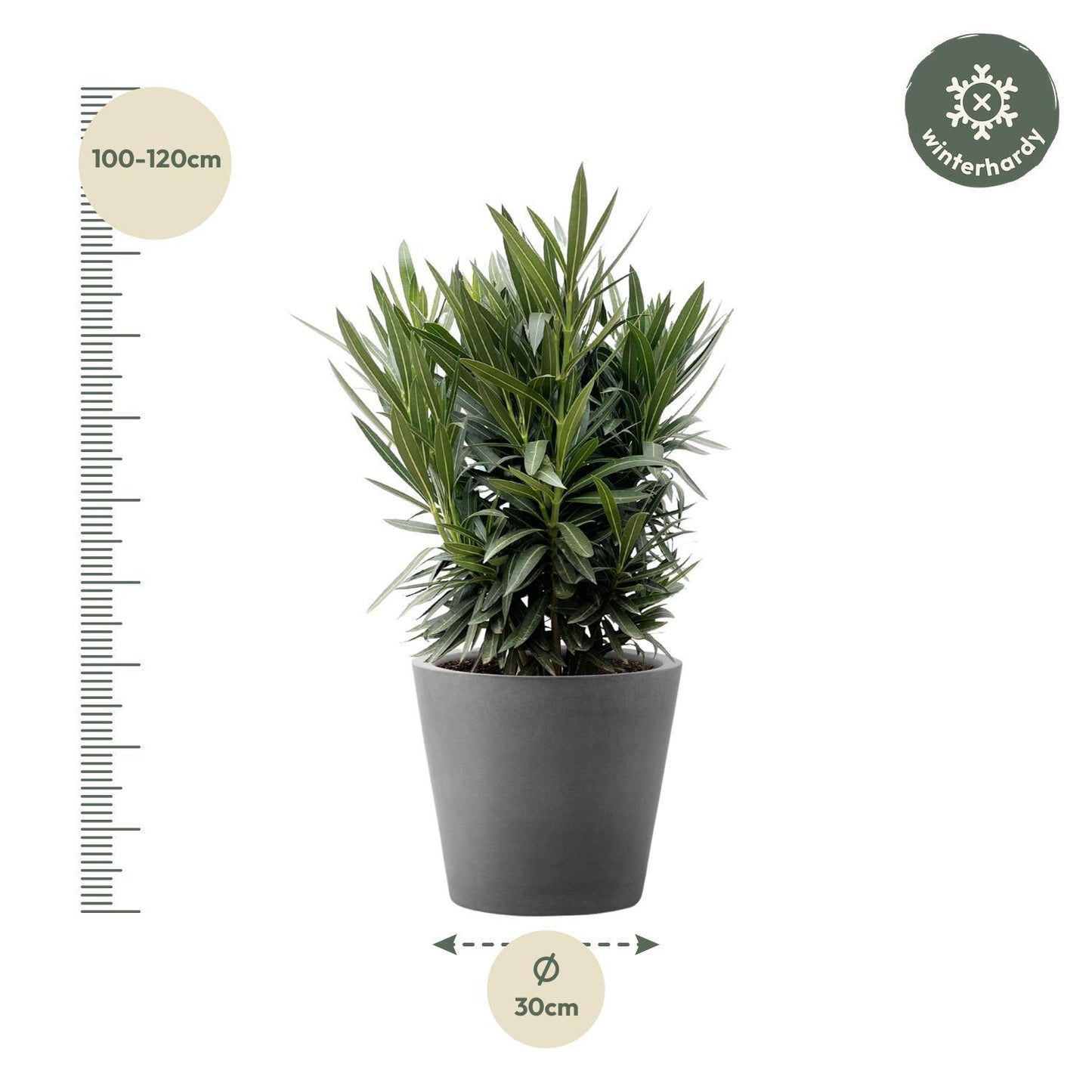 Nerium Oleander Strauch mit weißer Blüte - ↨130cm- Ø26cm