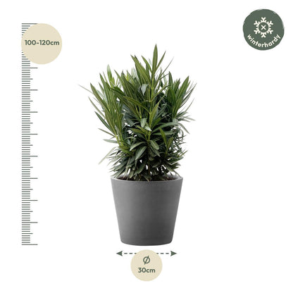 Nerium Oleander Strauch mit weißer Blüte - ↨130cm- Ø26cm