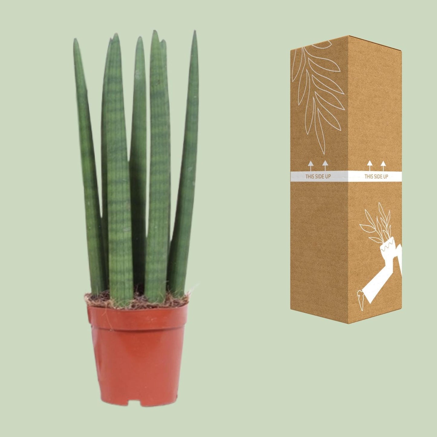 Sansevieria Straight - Ø12cm - ↨40cm