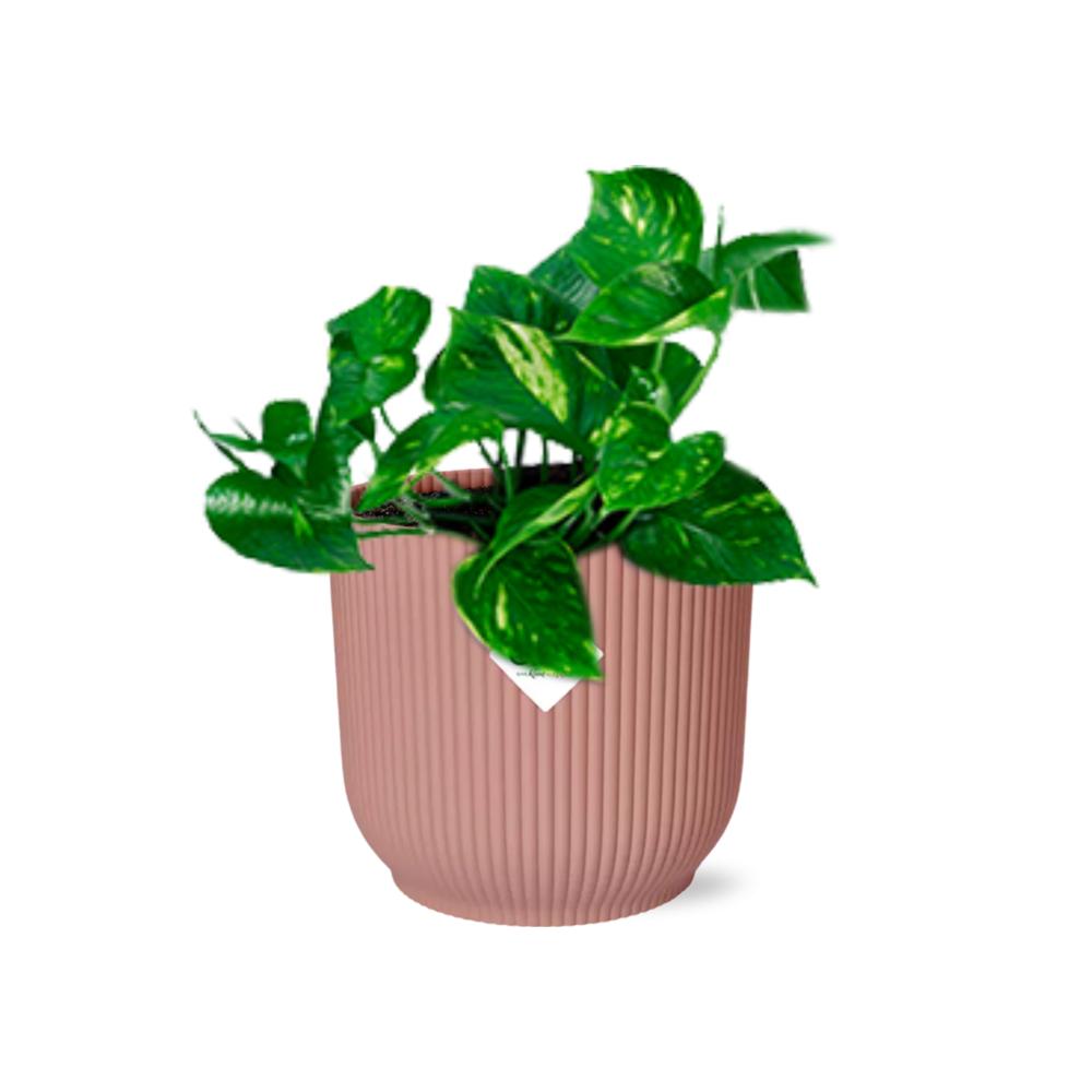 Epipremnum Pinnatum ‘Aureum’ ↨10cm-20cm in ELHO Vibes Fold Ø14cm rosa