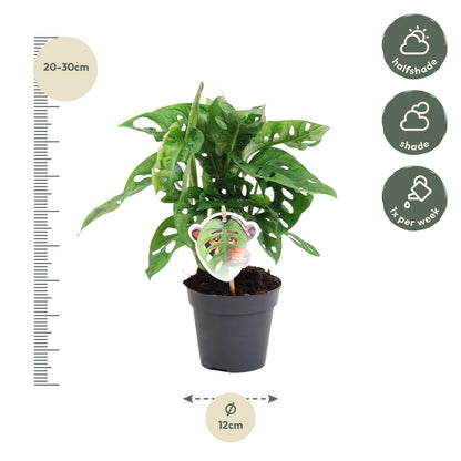 Monstera Monkey - Lochpflanze - ↨25cm - Ø12cm