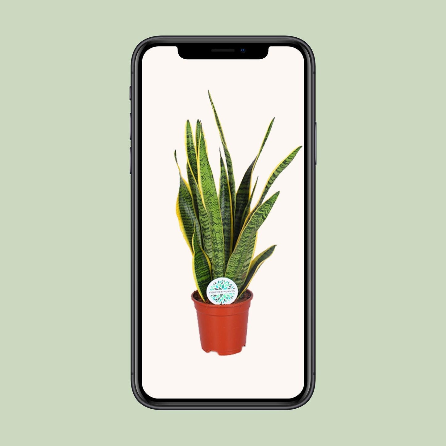 Sansevieria Trifasciata Laurentii - Ø17cm - ↨60cm