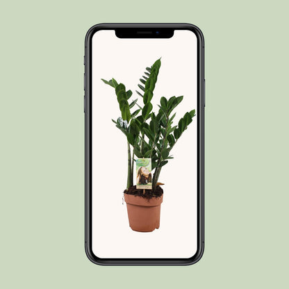 Zamioculcas Zamiifolia - Ø17cm - ↨70cm