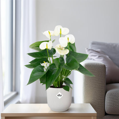 Anthurium White - ↨43cm - Ø12cm