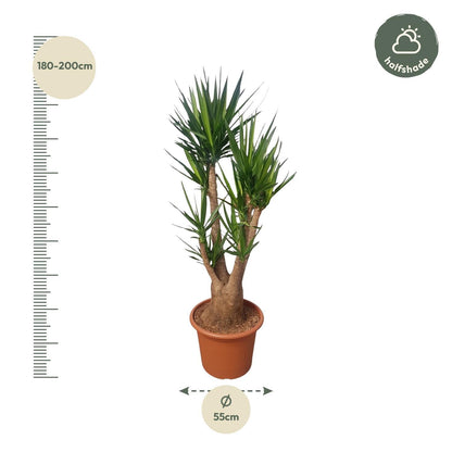 Yucca Elephantipes verzweigt - ↨190cm -Ø55cm