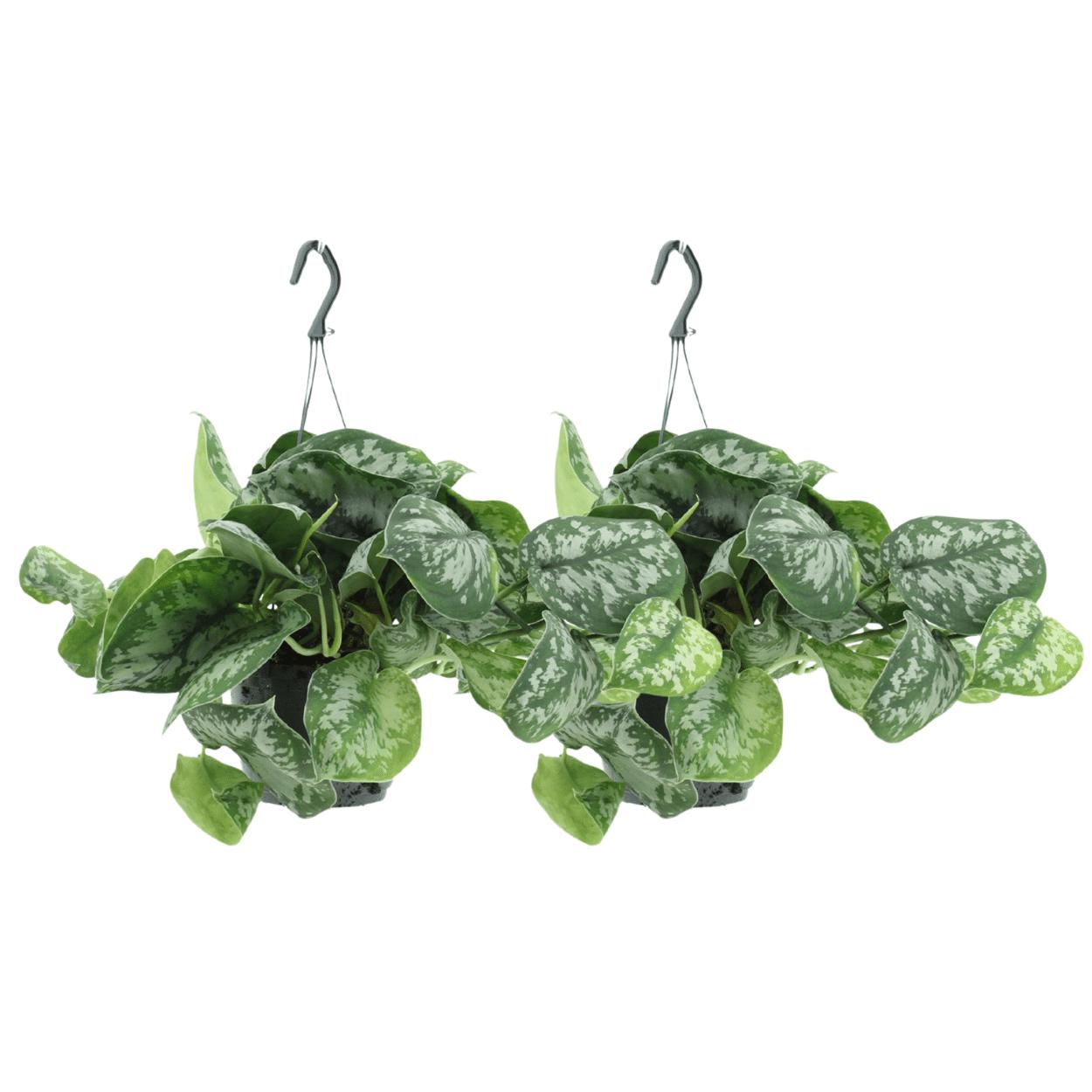 2x Scindapsus Pictus Trebie (Epipremnum) - Ø15cm - ↨25cm