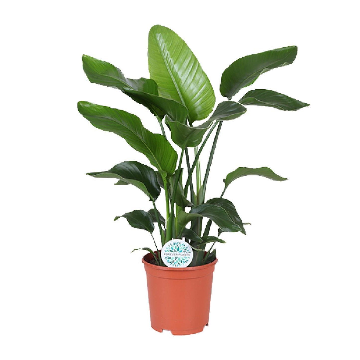 Strelitzia Nicolai - Ø21cm - ↨80cm