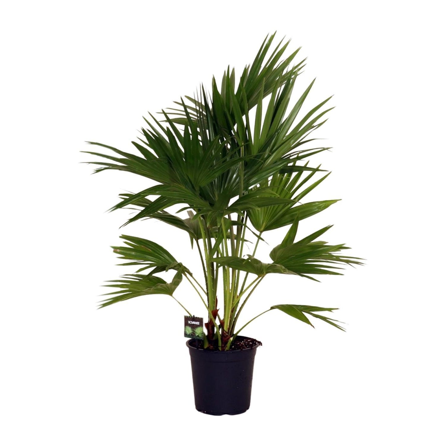 Livistona Chinensis - Chinesische Fächerpalme - Ø24cm - ↨100cm