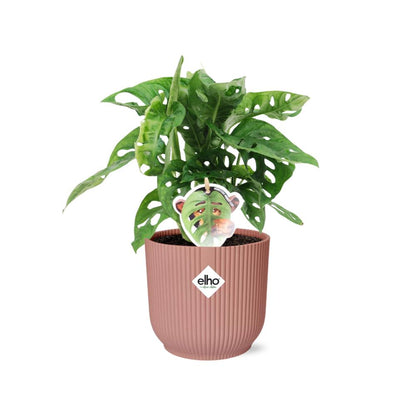 Monstera ‘Monkey Leaf’ - 20cm-30cm - in ELHO Vibes Fold Topf rosa 14cm