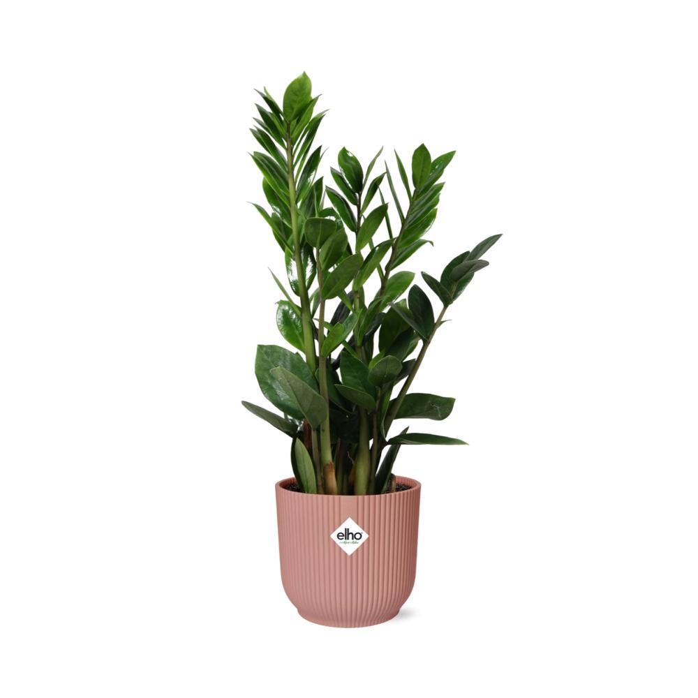 Zamioculcas – Hoogte 40cm-50cm in ELHO Vibes Fold Topf rosa 14cm