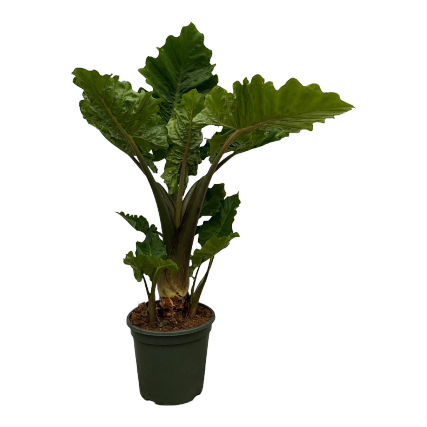 Alocasia Low Raider - ↨75 cm - Ø26cm