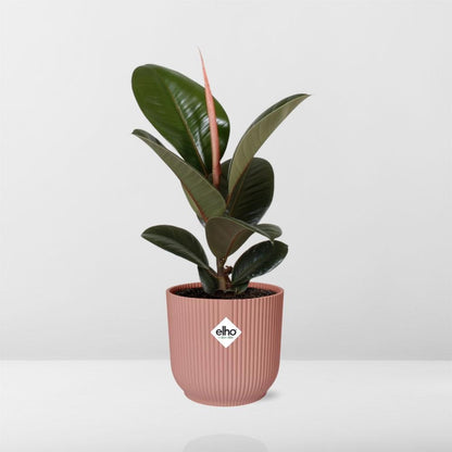 Ficus Elastica Robusta - 30cm-40cm  in ELHO Vibes Fold Topf 14cm rosa