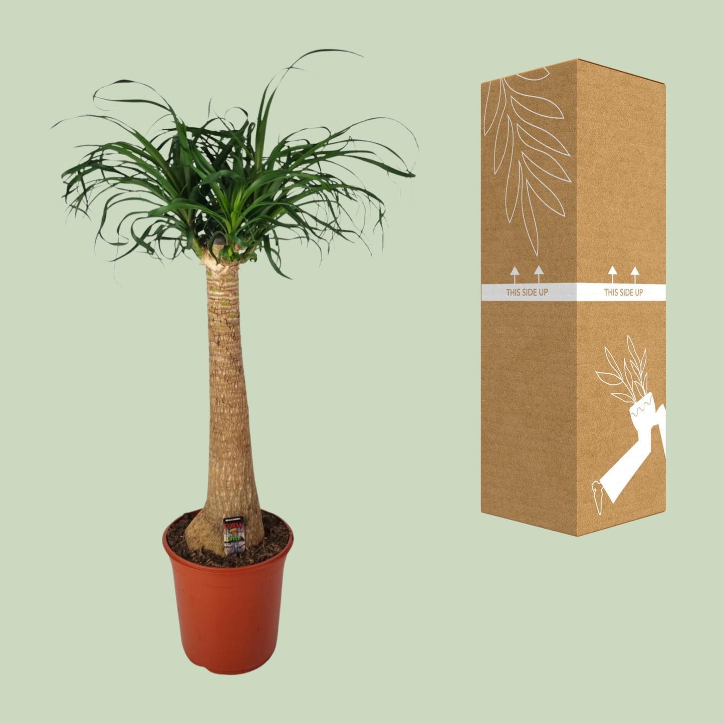 Beaucarnea Nolina - Elefantenfuß  - Ø24cm - ↨95cm