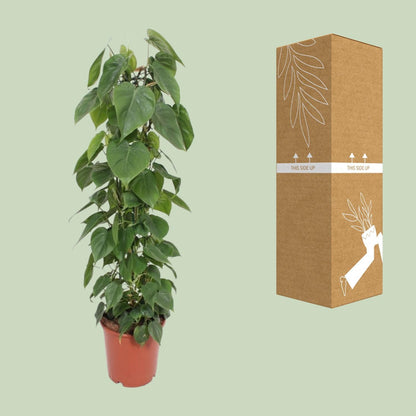 Philodendron Scandens - Ø24cm - ↨120cm