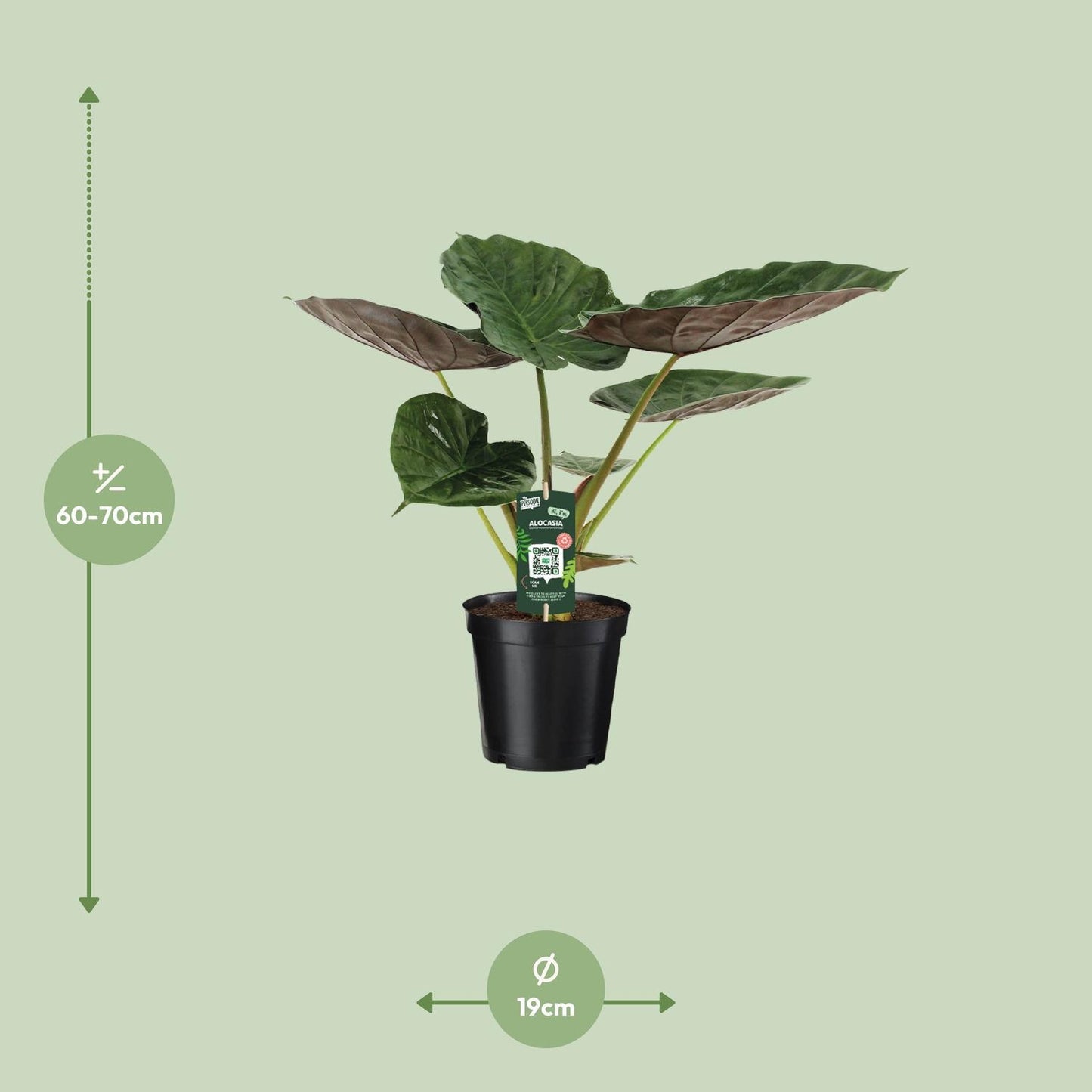 Alocasia Wentii - Elefantenohr - ↨70cm - Ø19cm