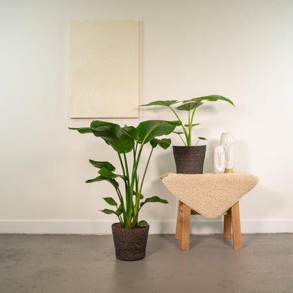 Strelitzia Nicolai - Ø19cm - ↨85cm + Alocasia Macrorrhiza - Ø19cm - ↨70cm