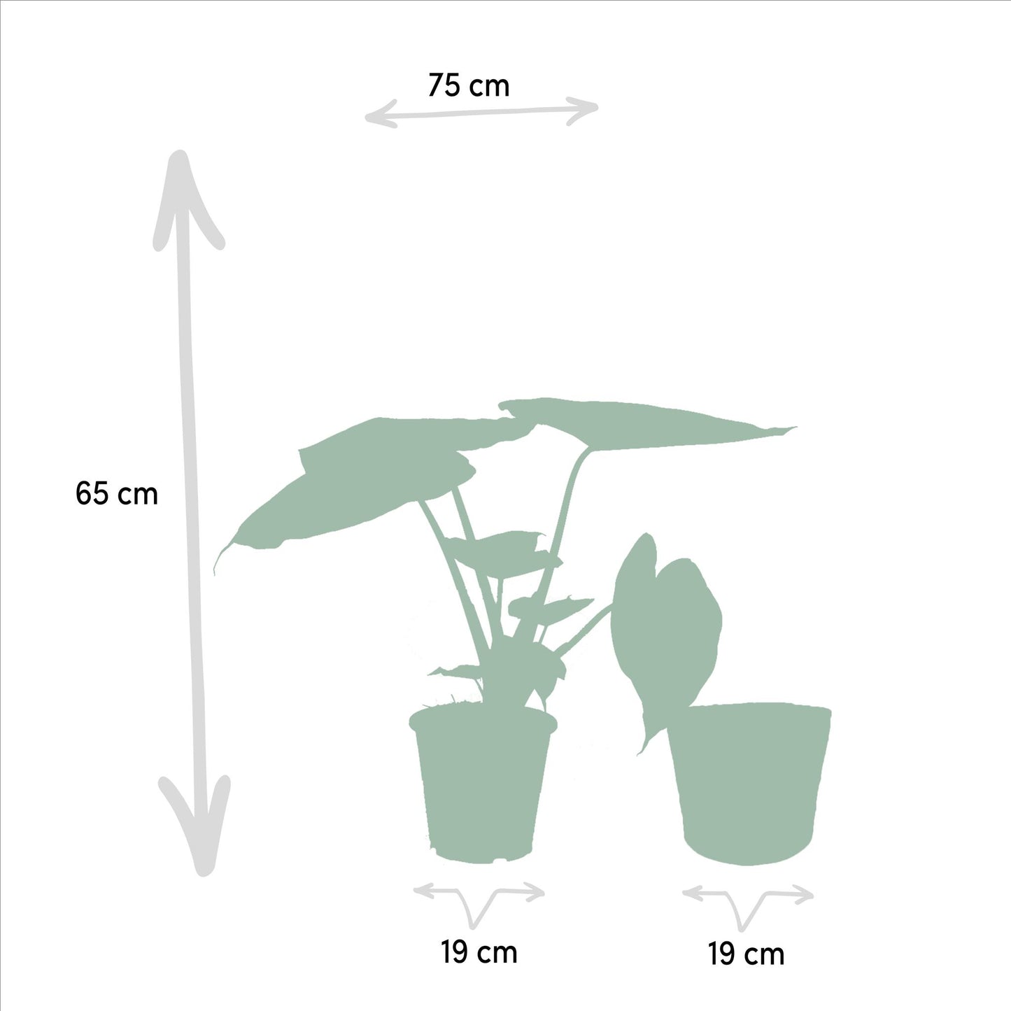 Alocasia Wentii - ↨65cm - Ø19cm + Korb Selin